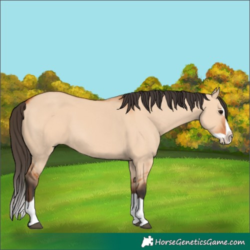 Horse Color:Bay Dun Splash