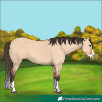 Horse Color:Bay Dun Splash