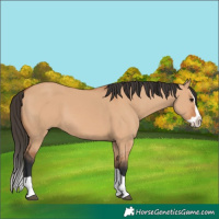 Horse Color:Bay Dun Splash 