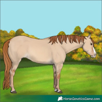 Horse Color:Red Dun Splash 