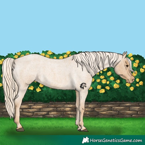 Horse Color:Palomino Roan Appaloosa 