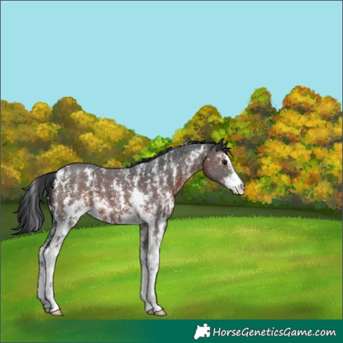 Horse Color:Brown Sabino Appaloosa 