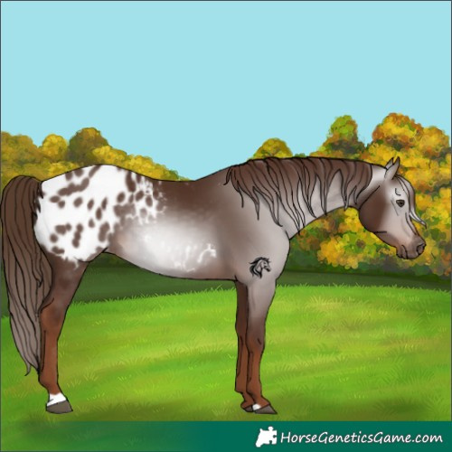 Horse Color:Gray Chestnut Appaloosa 