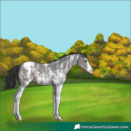 Horse Color:Brown Sabino Appaloosa 