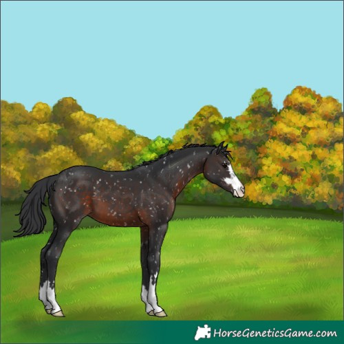 Horse Color:Brown Appaloosa 