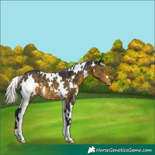 Horse Color:White Spotted Silver Buckskin Mushroom Appaloosa 
