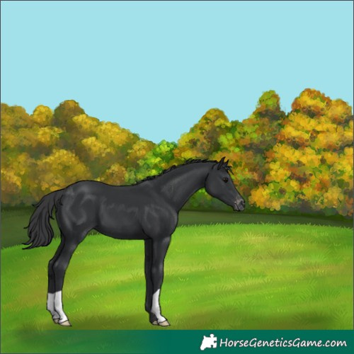Horse Color:Black Appaloosa 