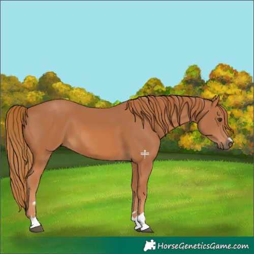 Horse Color:Chestnut 