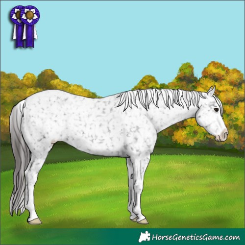 Horse Color:Smoky Black Snowflake Varnish