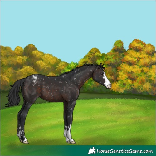Horse Color:Brown Appaloosa 