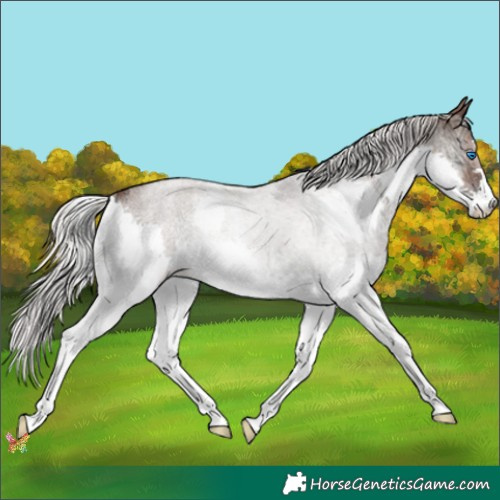 Horse Color:Silver Blue Onyx Ice Roan Splash 