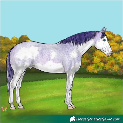Horse Color:Watercolor Brown Roan Splash 