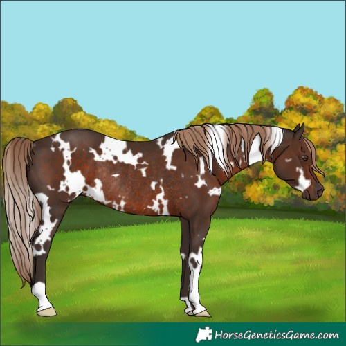 Horse Color:White Spotted Liver Chestnut Rabicano 