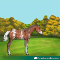 Horse Color:White Spotted Silver Bay Ice 