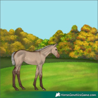 Horse Color:Silver Brown Dun 
