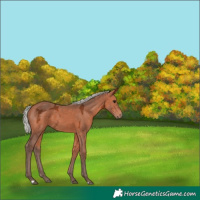Horse Color:Silver Bay Ice