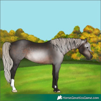 Horse Color:Gray Silver Brown 