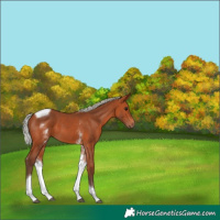 Horse Color:White Spotted Silver Bay Tobiano 