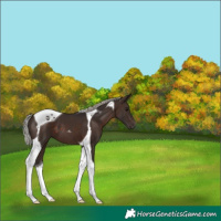 Horse Color:Silver Brown Tobiano 