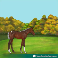 Horse Color:Silver Brown Tobiano 