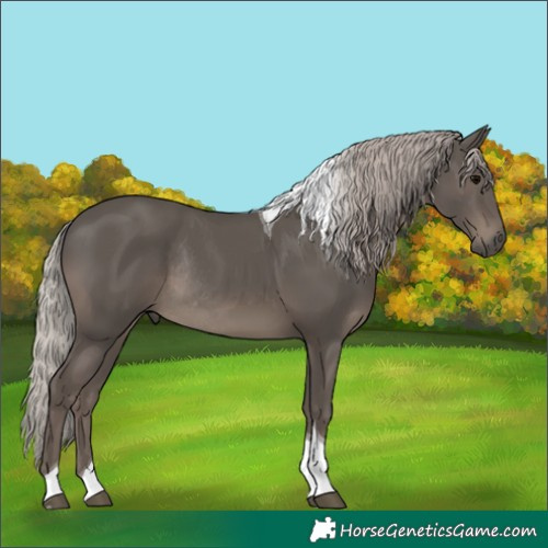 Horse Color:Silver Black Tobiano Rabicano 