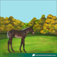 Horse Color:White Spotted Silver Brown 