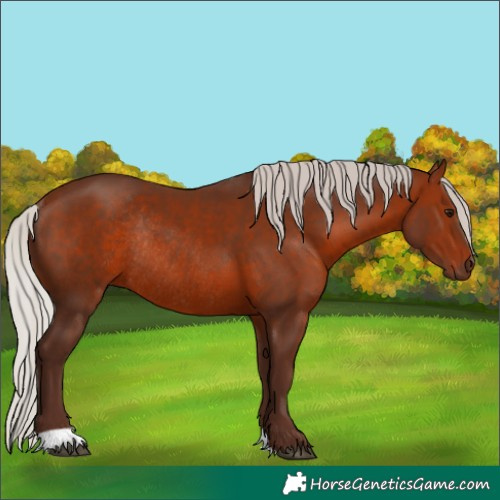Horse Color:Silver Bay Rabicano 