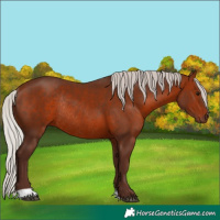 Horse Color:Silver Bay Rabicano