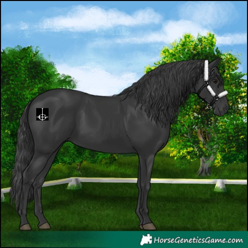 Horse Color:Black 