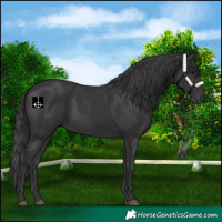 Horse Color:Black 