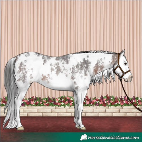Horse Color:White Spotted Brown Sabino Splash 