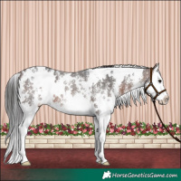 Horse Color:White Spotted Brown Sabino Splash 