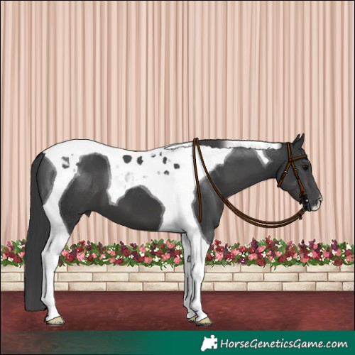 Horse Color:Black Tobiano 