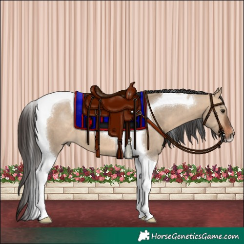 Horse Color:Bay Dun Tobiano 