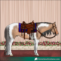 Horse Color:Bay Dun Tobiano