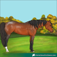 Horse Color:Bay 
