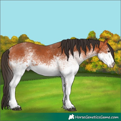 Horse Color:Unknown 