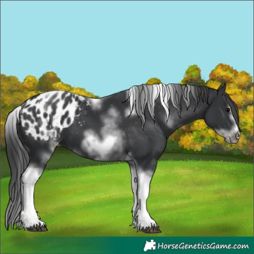 Horse Color:White Spotted Black Splash Tobiano Frame Appaloosa