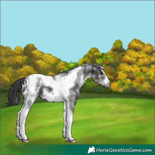 Horse Color:White Spotted Black Splash Tobiano Frame Appaloosa