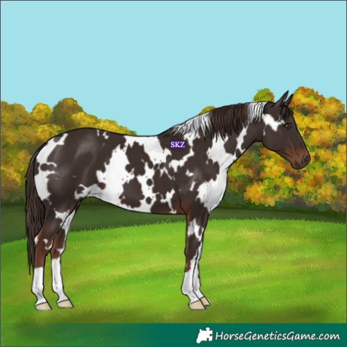 Horse Color:White Spotted Liver Chestnut 