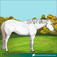 Horse Color:Chestnut Sabino
