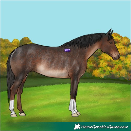 Horse Color:Liver Chestnut Rabicano 