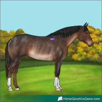 Horse Color:Liver Chestnut Rabicano