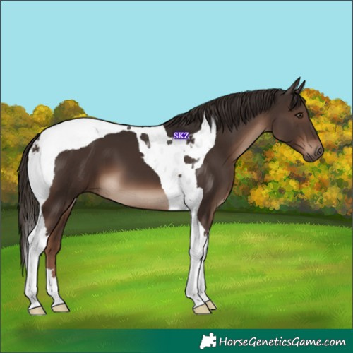 Horse Color:Liver Chestnut Tobiano 