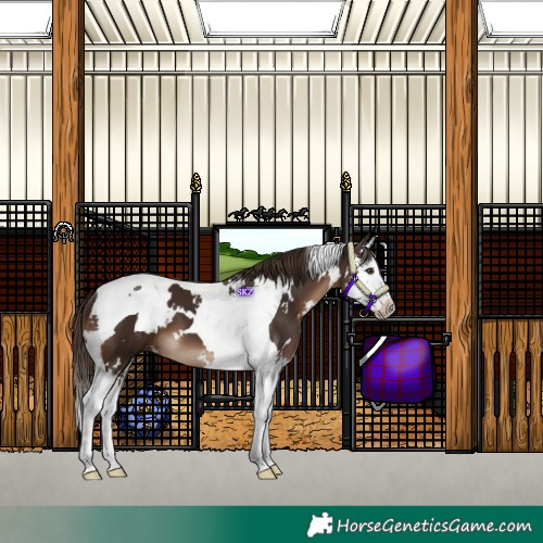 Horse Color:White Spotted Liver Chestnut Splash Tobiano 