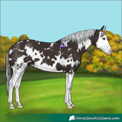 Horse Color:White Spotted Liver Chestnut Splash 