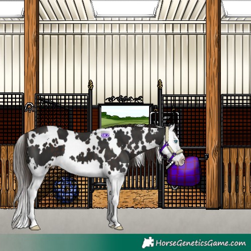 Horse Color:White Spotted Liver Chestnut Splash 