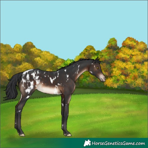 Horse Color:White Spotted Brown Appaloosa 