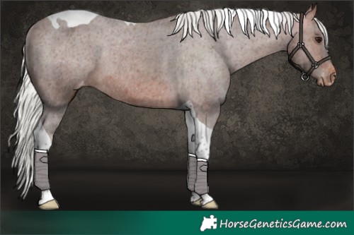 Horse Color:Silver Brown Tobiano Appaloosa 