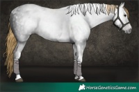 Horse Color:Gray White Spotted Liver Chestnut Tobiano